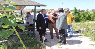 Sivas Cumhuriyet Üniversitesinden Yerli Ürüne Destek