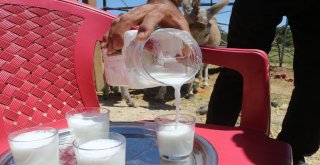 (Özel) Eşek Sütü Hem Şifa Hem De Kazanç Sağladı