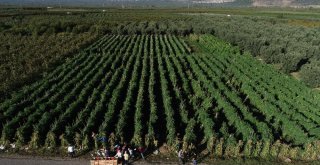 (Özel Haber) Domates Doları Solladı