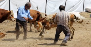 Kaçan Kurbanlık Dana Trafiğe Daldı