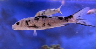 (Özel) Vanda ‘Akvaryum Müzesi Kuruldu