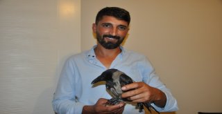 Yaralı Kargayı İyileşene Kadar Evinde Misafir Edecek