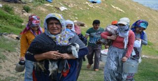 Berivanlar Yılın İlk Sütünü Sağdı