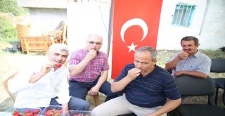 Vali Hanım Çileğinin İlk Hasadını Vali Hanım Yaptı