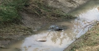 Traktörle Su Kanalına Uçan 11 Yaşındaki Çocuk Yaşamını Yitirdi