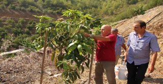 Alanya'da Mango Hasadı Başladı