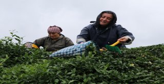Çay Sezonunu Kemençe Eşliğinde Çay Toplayarak Sonlandırdılar