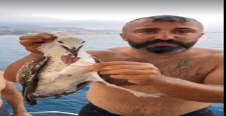 Denizde Oltaya Takılıp Can Çekişen Martı Kaptan Tarafından Kurtarıldı