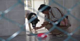 Hayvan Bakımevi Ve Rehabilitasyon Merkezi Açıldı