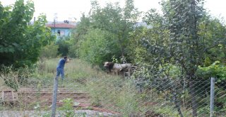 Uygulama Noktasında Durdurulan Kamyonetteki Boğa Kaçtı