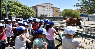 Sokakta Çalışan Çocuklar Evcil Hayvanlar Parkında
