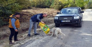 Başkan Bakıcı Hayvanseverlerin Talebine Kayıtsız Kalmadı