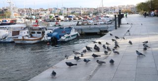 Çanakkalede Deniz Ulaşımına Kestane Karası Fırtınası Engeli