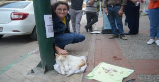 (Özel Haber) Mama İçin Dilenen Kedi Fenomen Oldu