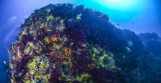 (Özel) Kravatlı Dalgıçlardan Mercan Avı