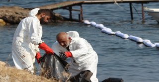 Foçadaki Çevre Felaketinde Temizlik Çalışmaları Devam Ediyor