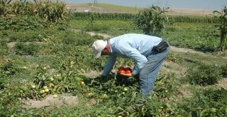 Ankaranın Meşhur Ayaş Domatesinde Üretim Bu Yıl Düştü