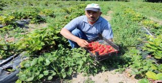 Köylüler Göçmesin Diye Alternatif Ürüne Yönelen Muhtar Örnek Oldu