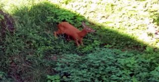 Fatsada Aç Kalan Ceylanlar Şehir Merkezine İndi