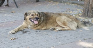 (Özel) Üç Ayağıyla Caddelerin Maskotu Oldu