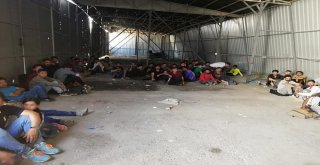 Vanda 136 Kaçak Göçmen Yakalandı