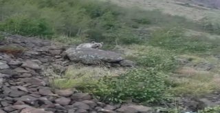 (Özel) Nemrut Krater Gölünde Ayı Sürprizi
