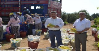 Buldanda Sezonun İlk Üzüm Hasadı