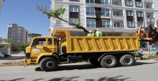 Van Büyükşehir İskele Caddesindeki Ağaçları Kent Ormanına Taşıyor