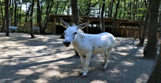 (Özel) Mardinin Eşekleri, Doğal Yaşam Parkında Emekliliklerinin Tadını Çıkartıyor