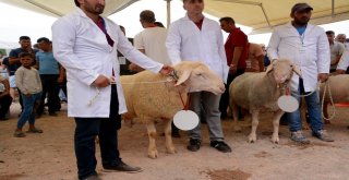 Küçükbaş Hayvan Ve Ekipmanları Tanıtım Günlerinde Çoban Köpekleri Ve Koçlar Yarıştı