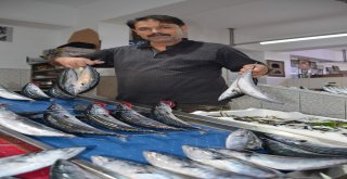 Fırtına Nedeniyle Balıkçılar Deniz Açılamayınca Palamut Fiyatını İkiye Katladı