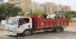 Antalyada Fayton Faaliyetleri Sona Erdi