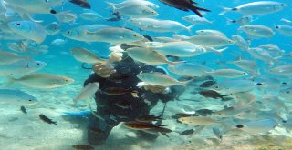Turistlerin Yeni Gözdesi Su Altında Ekmekle Balık Beslemek