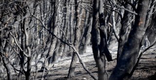 Vali Küçük: Yangın Sigara İzmariti Veya Cam Kırığından Çıkmış Olabilir