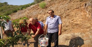 Alanya'da Mango Hasadı Başladı