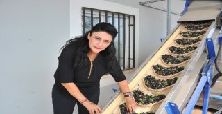 Harran Üniversitesi Bölgenin Zeytinyağı İhtiyacını Karşılıyor