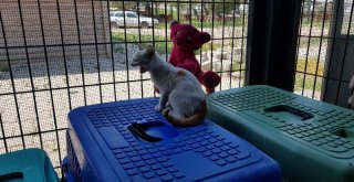 (Özel Haber) Sokak Hayvanları İçin Sosyal Sorumluluk Projesi