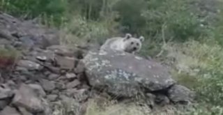 (Özel) Nemrut Krater Gölünde Ayı Sürprizi