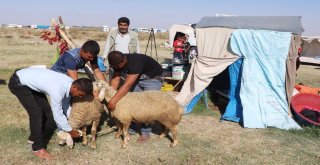 (Özel Haber) Urfalı Tarım İşçilerinin Çadırda Kurban Kesimi