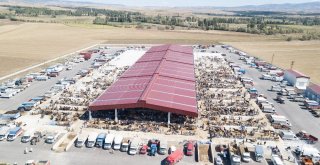 Hayvan Pazarında Bayram Hareketliliği Yaşanıyor