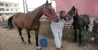 Çalındı Denilen İngiliz Atı Ve Yavrusu Bulundu