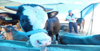 Bayraklı Belediyesi Kurban Bayramına Hazır