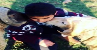 Küçük Çocuğun Kurbanlıklarla İmtihanı