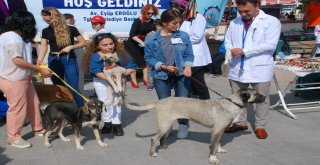 Kedinin Asılı Olarak Bulunması Olayına Tepkiler