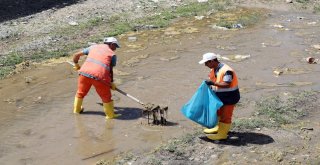 Van Gölüne Dökülen Derelerde Temizlik Çalışması