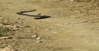 Yılanların Dansı Büyüledi