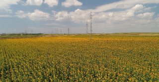 (Özel) Milyonlarca Ayçiçeğinin Havadan Görüntüsü Mest Etti