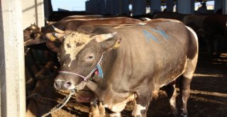 Atakum Belediyesi Canlı Hayvan Pazarı Satış Ve Kesim Yeri Açıldı