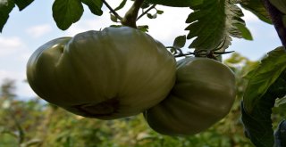 Domatesler Büyüklüğü Ve Lezzetiyle Şaşırtıyor