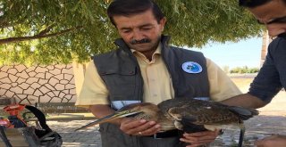 Yaralı Erguvani Balıkçıl Kuşu Tedavi Altına Alındı